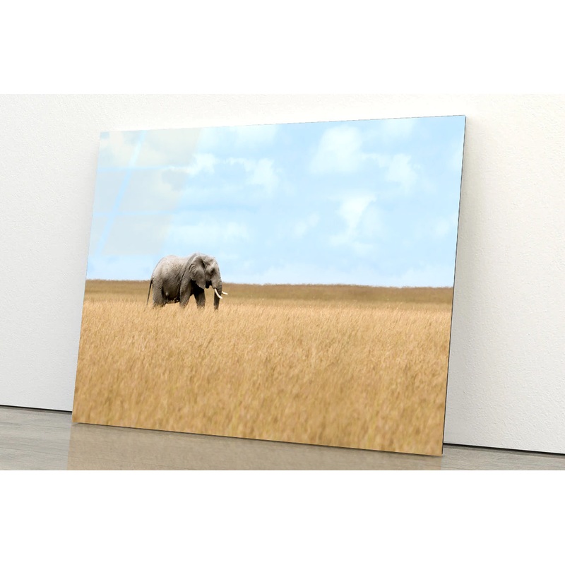 Elephant Walking Through Tall Grass in a Field Acrylic Glass Print Tempered Glass Wall Art 100% Made in Australia Ready to Hang