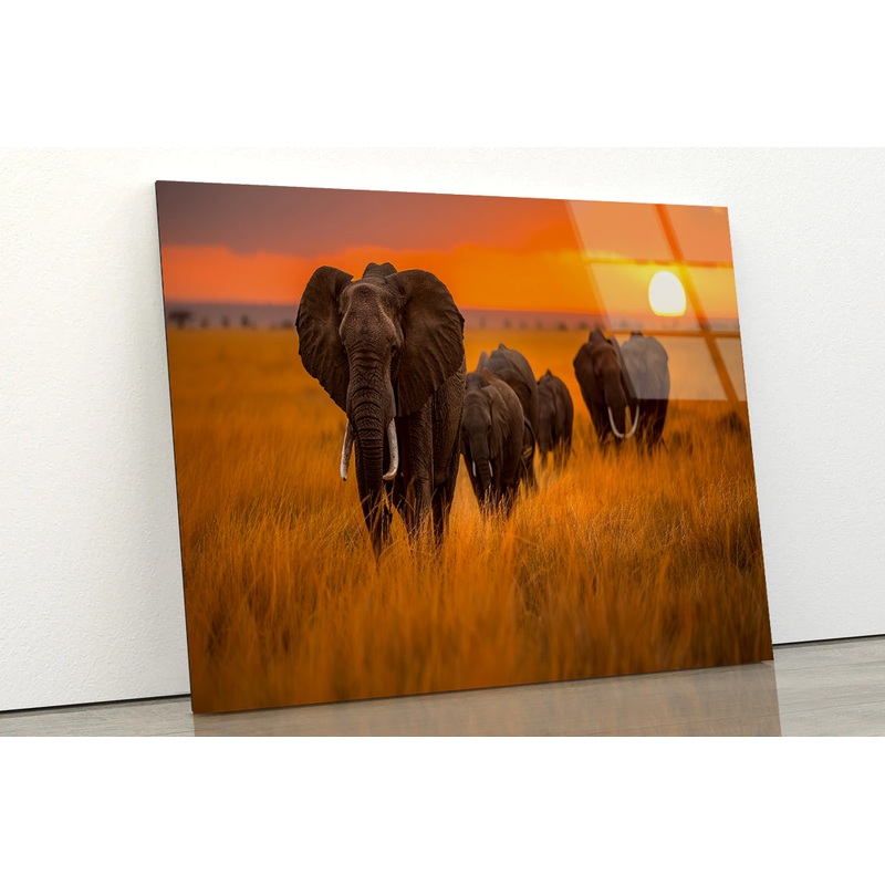 Elephants Walking Through a Field at Sunset View Acrylic Glass Print Tempered Glass Wall Art 100% Made in Australia Ready to Hang