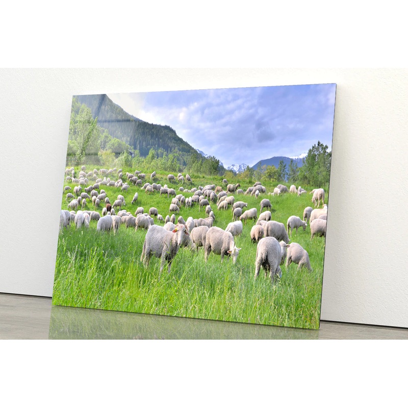 Flock of Sheep in Greenery Grassland at spring Acrylic Glass Print Tempered Glass Wall Art 100% Made in Australia Ready to Hang