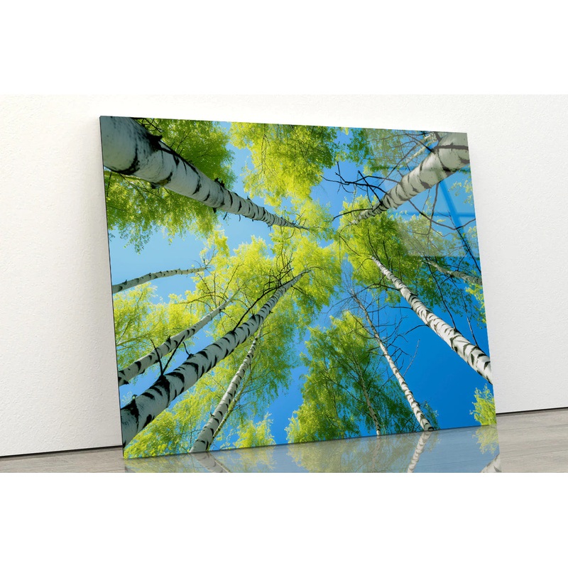 Fresh Green Birch Tree with Natural Blue Sky Acrylic Glass Print Tempered Glass Wall Art 100% Made in Australia Ready to Hang