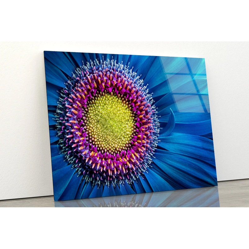 Gerbera Flower Close Up View Acrylic Glass Print Tempered Glass Wall Art 100% Made in Australia Ready to Hang