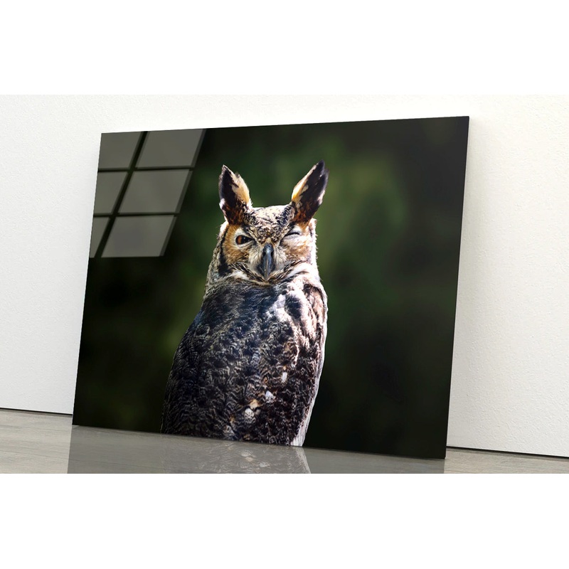 South American Great Horned Owl Close up View Acrylic Glass Print Tempered Glass Wall Art 100% Made in Australia Ready to Hang