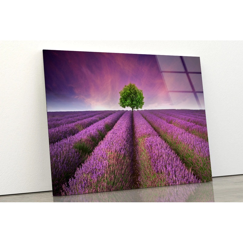 Stunning Lavender Field Sunset with Single Tree Acrylic Glass Print Tempered Glass Wall Art 100% Made in Australia Ready to Hang