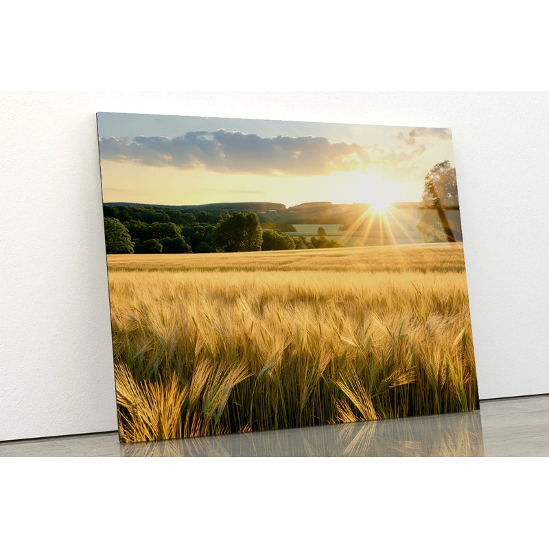 Summer with Bright and Golden Sun Meadow Acrylic Glass Print Tempered Glass Wall Art 100% Made in Australia Ready to Hang