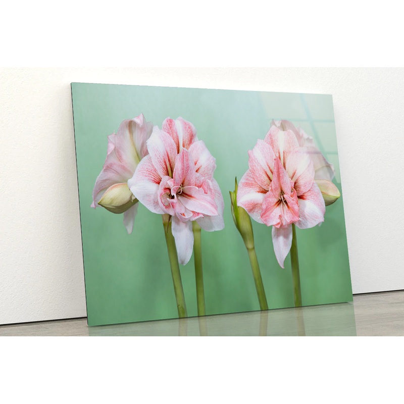 View of a Group of Pink Flowers Acrylic Glass Print Tempered Glass Wall Art 100% Made in Australia Ready to Hang