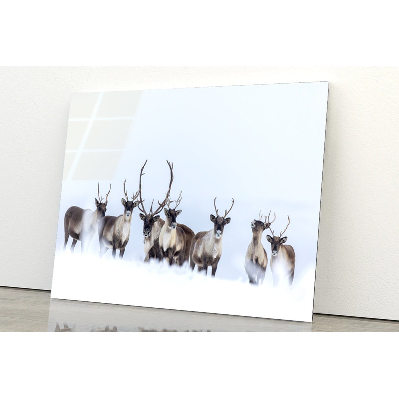 View of Herd of Caribou in the Snow Acrylic Glass Print Tempered Glass Wall Art 100% Made in Australia Ready to Hang