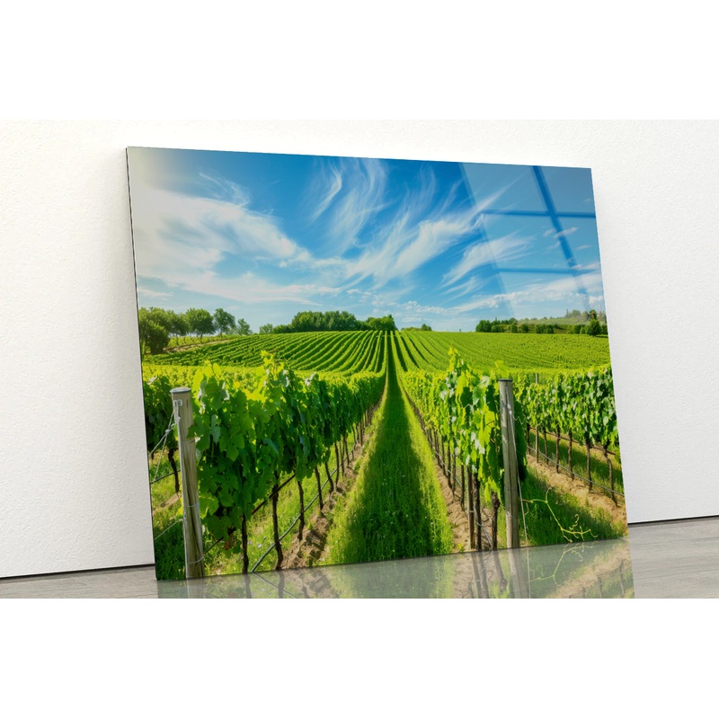 Rows of Green Plants with Sky Acrylic Glass Print Tempered Glass Wall Art 100% Made in Australia Ready to Hang
