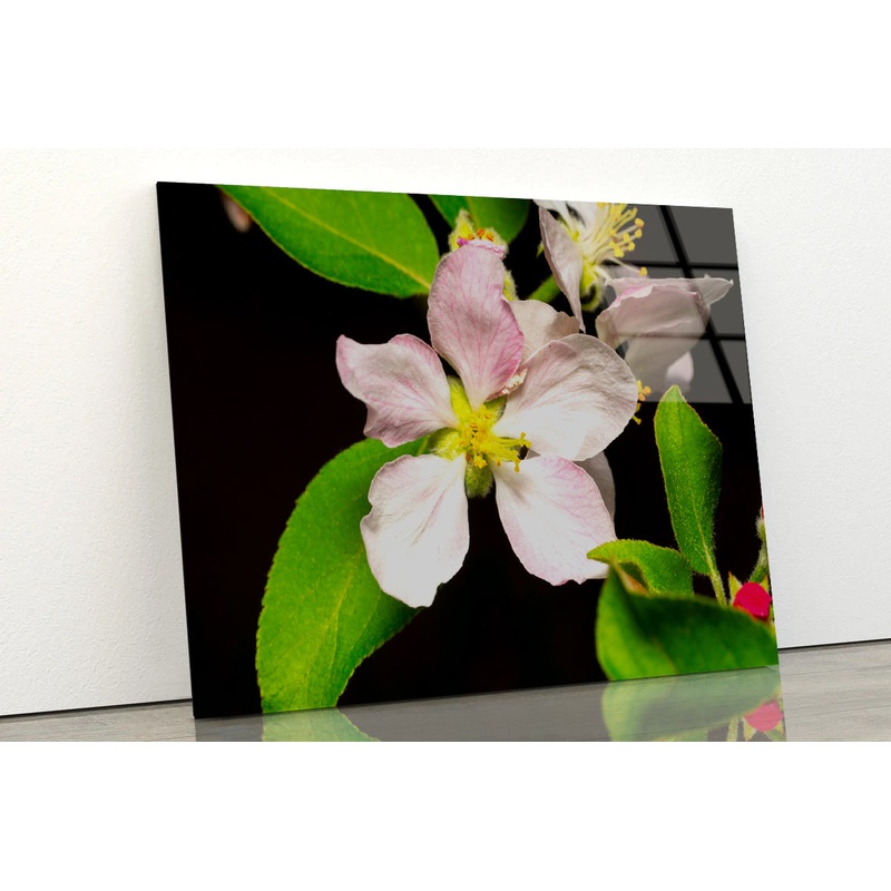 Beautiful Bloomed Apple Flowers Acrylic Glass Print Tempered Glass Wall Art 100% Made in Australia Ready to Hang