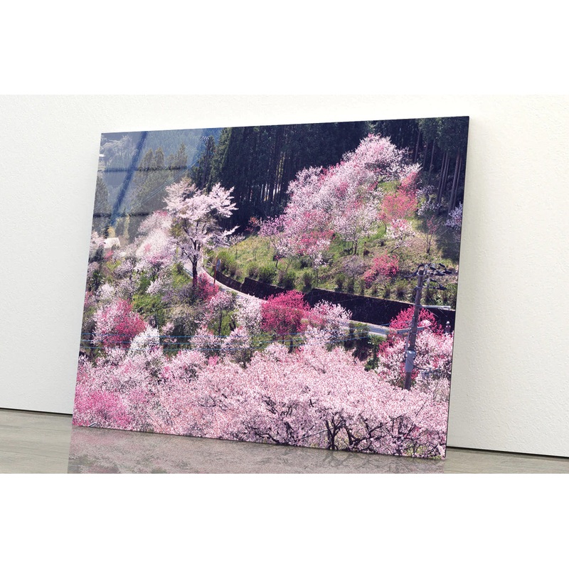 Beautiful Cherry Blossom in Japan Acrylic Glass Print Tempered Glass Wall Art 100% Made in Australia Ready to Hang