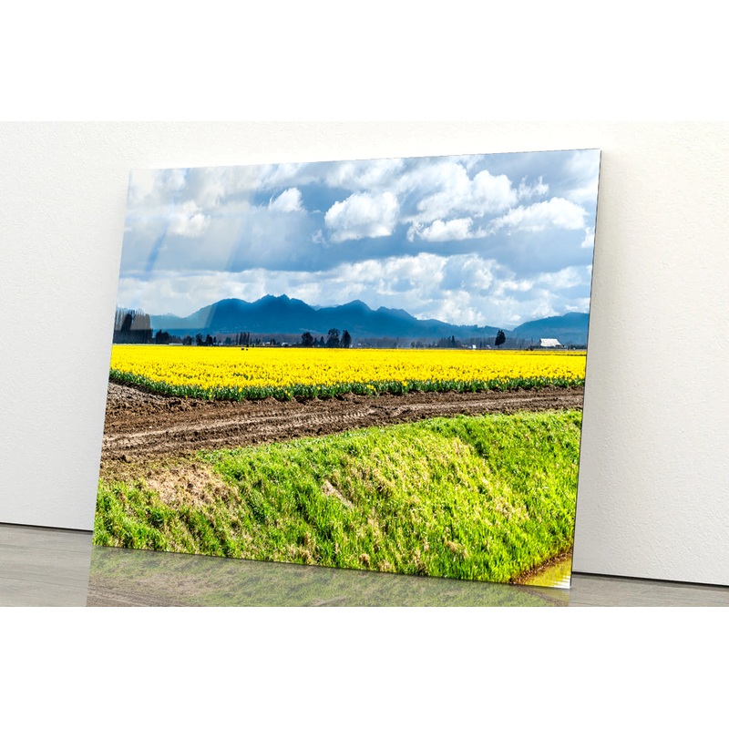 Field Of Yellow Flowers with Sky Acrylic Glass Print Tempered Glass Wall Art 100% Made in Australia Ready to Hang