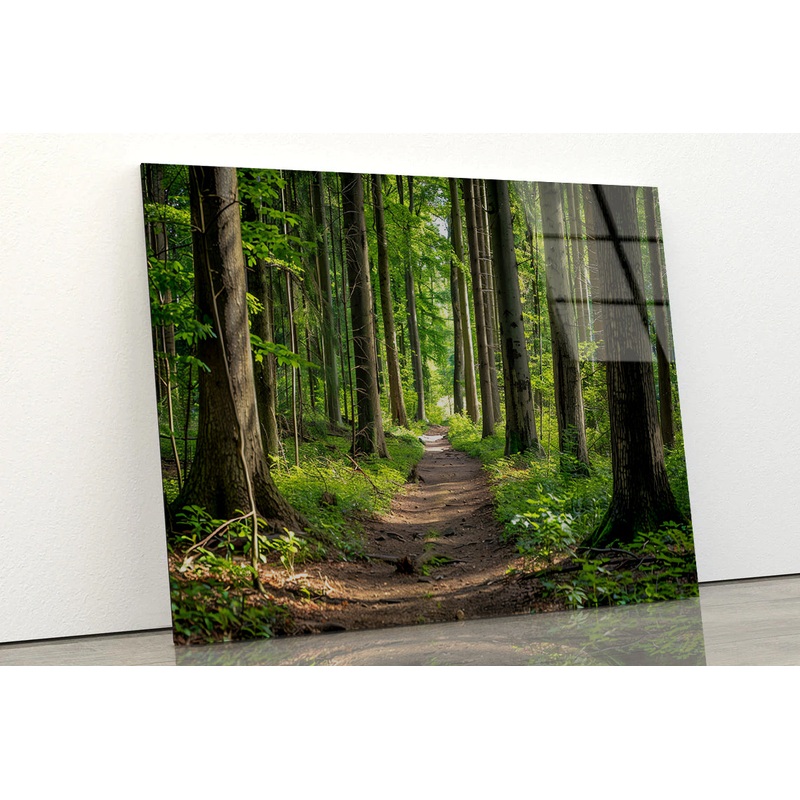 Forest Path through Tall Trees Acrylic Glass Print Tempered Glass Wall Art 100% Made in Australia Ready to Hang