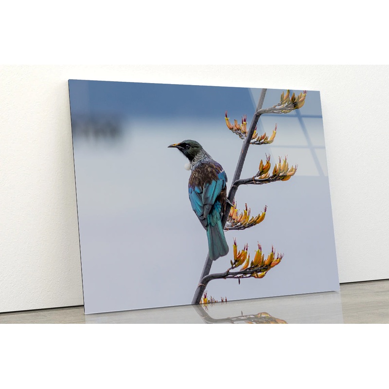Tui Bird on New Zealand Flax Tree Acrylic Glass Print Tempered Glass Wall Art 100% Made in Australia Ready to Hang