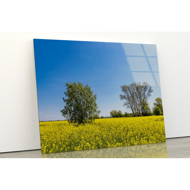 Yellow Canola Field with Trees Acrylic Glass Print Tempered Glass Wall Art 100% Made in Australia Ready to Hang