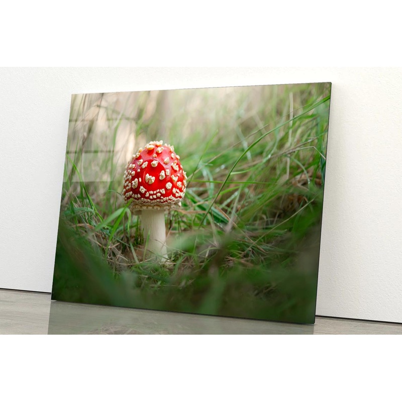 Amanita Muscaria. Close-Up Of Fly Agaric. Close-Up Of Toadstool on Grass Acrylic Glass Print Tempered Glass Wall Art 100% Made in Australia Ready to Hang