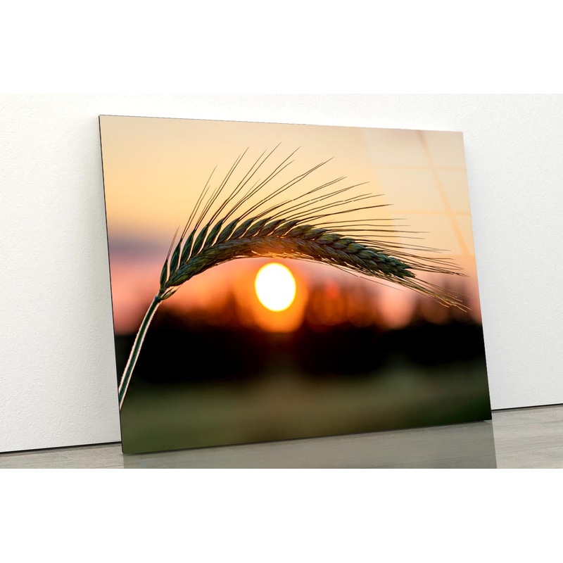 Barley Ear On a Background of a Disk of The Setting Sun Acrylic Glass Print Tempered Glass Wall Art 100% Made in Australia Ready to Hang