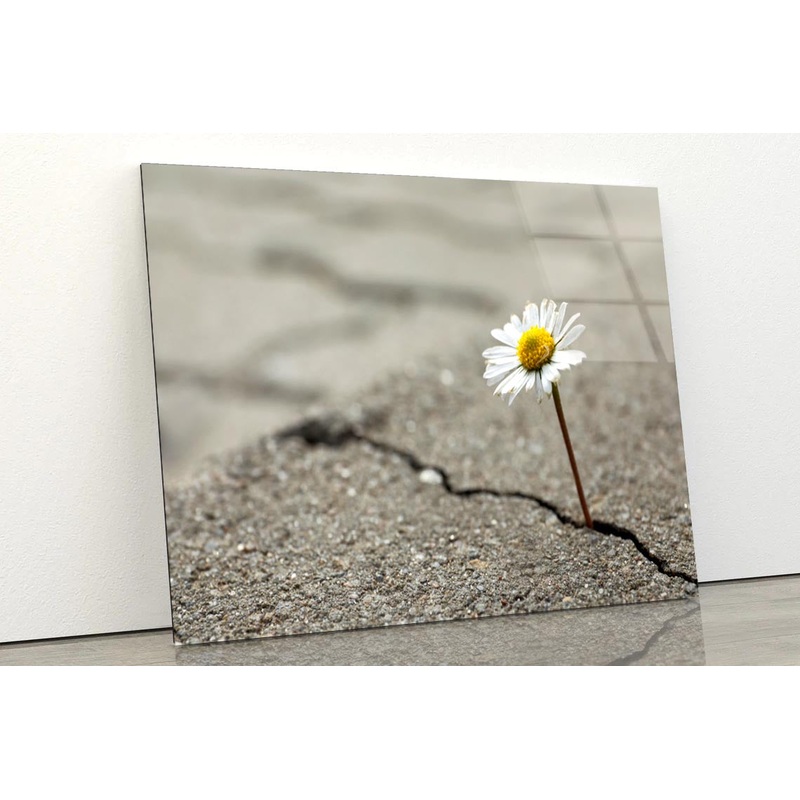 Beautiful Flower Growing Out of Crack in Asphalt Acrylic Glass Print Tempered Glass Wall Art 100% Made in Australia Ready to Hang