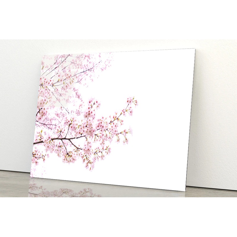 Branch of Pink Cherry Blossom Acrylic Glass Print Tempered Glass Wall Art 100% Made in Australia Ready to Hang