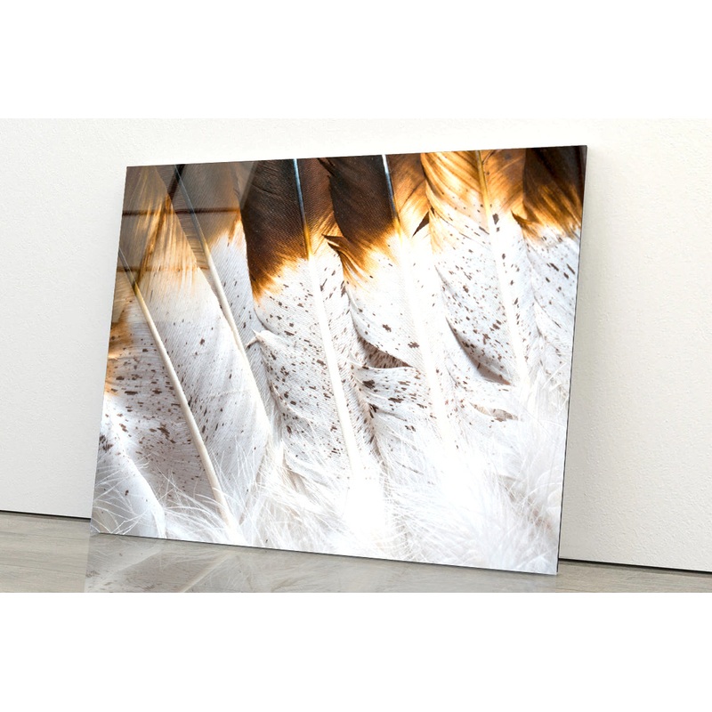 Bunch of White and Brown Feathers Acrylic Glass Print Tempered Glass Wall Art 100% Made in Australia Ready to Hang