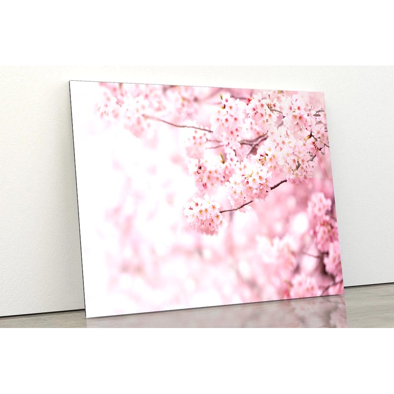 Cherry Blossom In Full Bloom Acrylic Glass Print Tempered Glass Wall Art 100% Made in Australia Ready to Hang