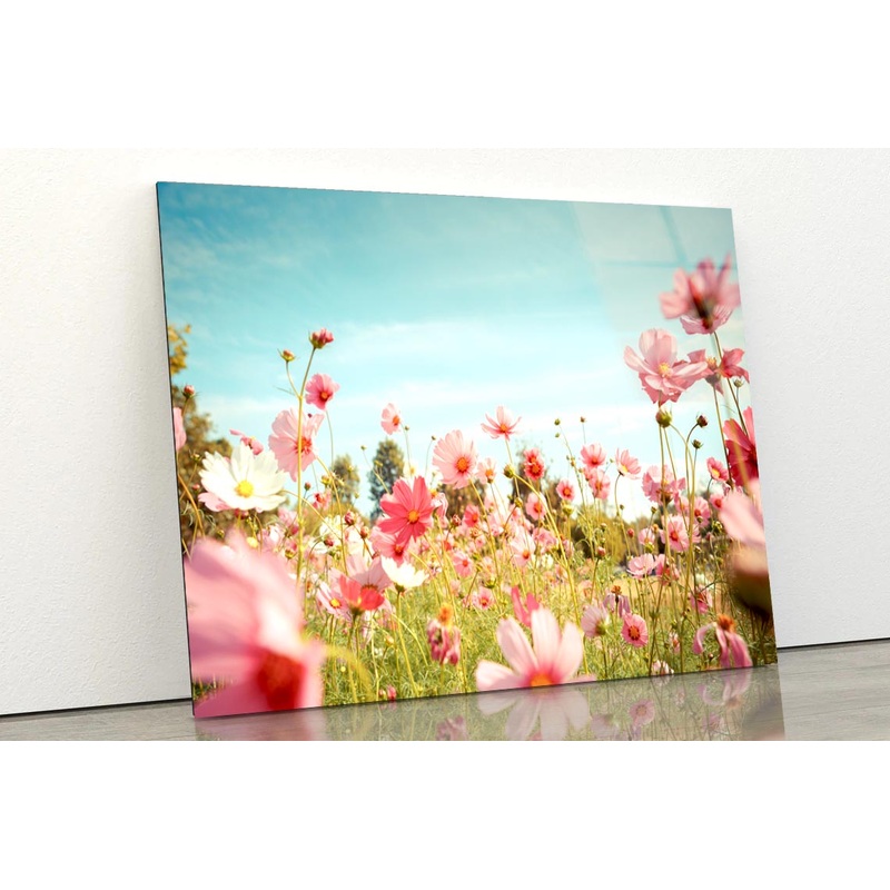 Cosmos Flower Blossom in Garden Acrylic Glass Print Tempered Glass Wall Art 100% Made in Australia Ready to Hang