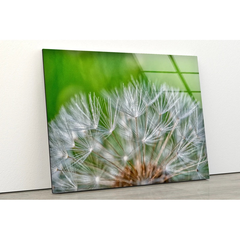 Dandelion Flowers Closeup Photograph Acrylic Glass Print Tempered Glass Wall Art 100% Made in Australia Ready to Hang