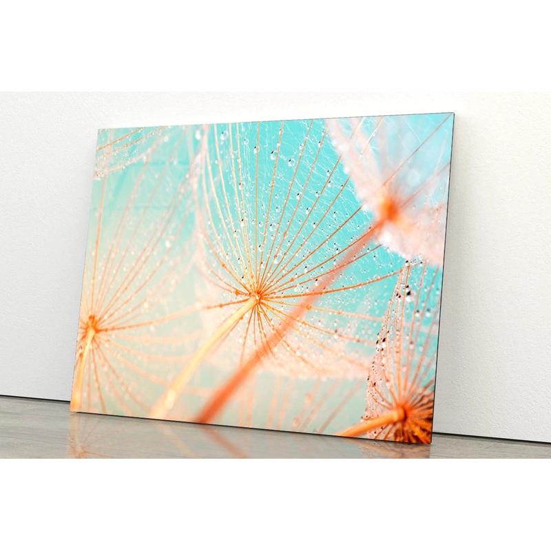 Dandelion Seed with Water Drops Acrylic Glass Print Tempered Glass Wall Art 100% Made in Australia Ready to Hang