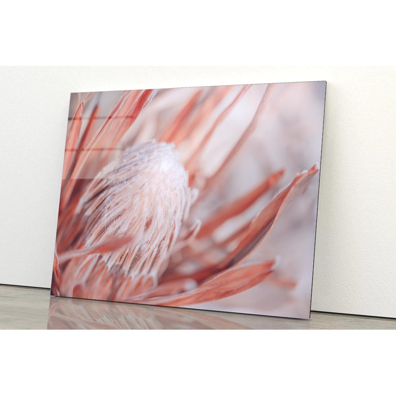Dried Protea Plant. Floral Background Acrylic Glass Print Tempered Glass Wall Art 100% Made in Australia Ready to Hang