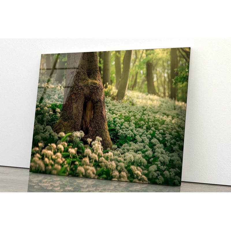 Flowering Ramson, Allium Ursinum Acrylic Glass Print Tempered Glass Wall Art 100% Made in Australia Ready to Hang