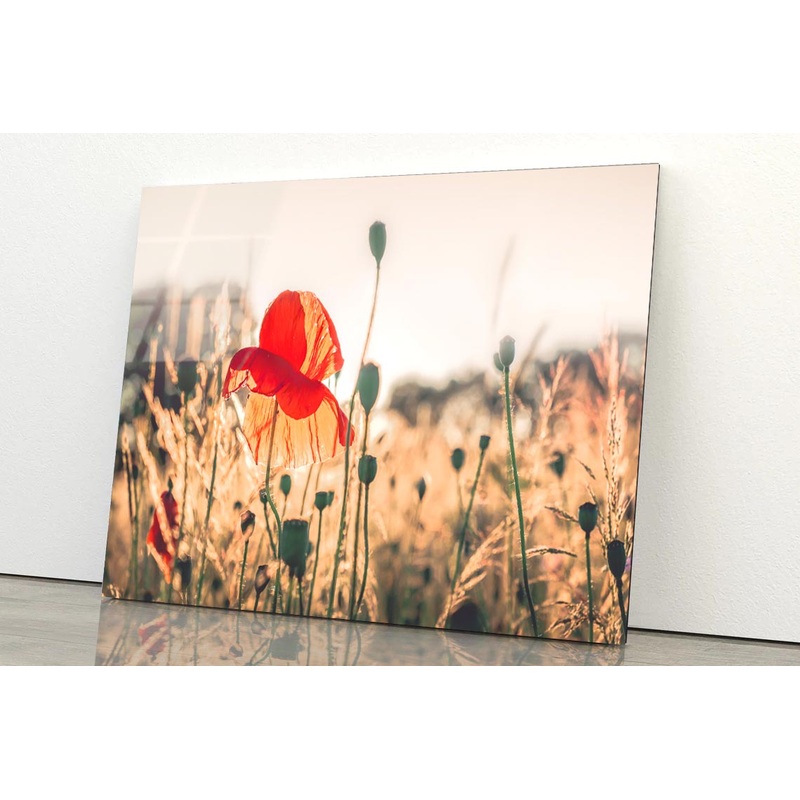 Poppy Plants in The Evening Light Acrylic Glass Print Tempered Glass Wall Art 100% Made in Australia Ready to Hang