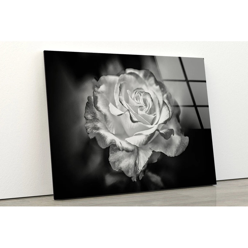Rose Flower Closeup B&W Photograph Acrylic Glass Print Tempered Glass Wall Art 100% Made in Australia Ready to Hang
