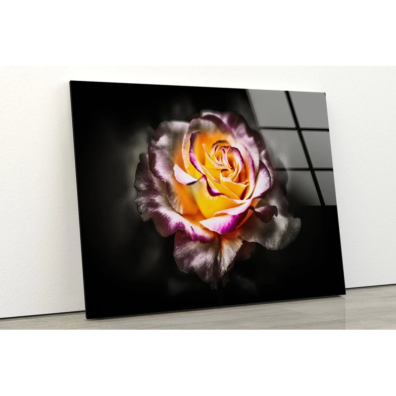 Rose Flower Closeup Photograph Acrylic Glass Print Tempered Glass Wall Art 100% Made in Australia Ready to Hang
