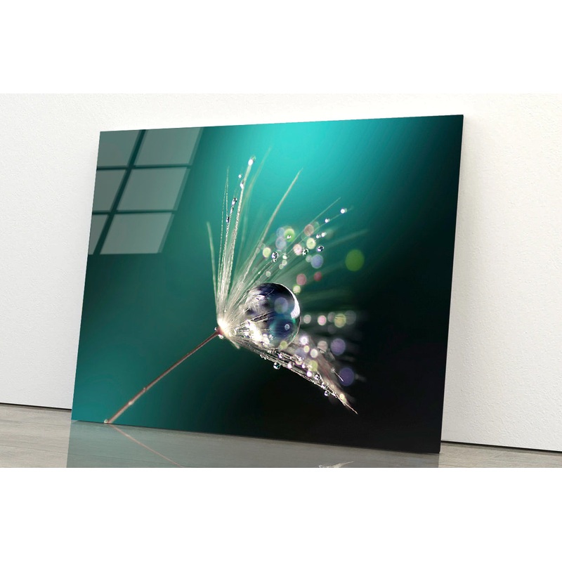 Water Droplet on Common Dandelion Acrylic Glass Print Tempered Glass Wall Art 100% Made in Australia Ready to Hang