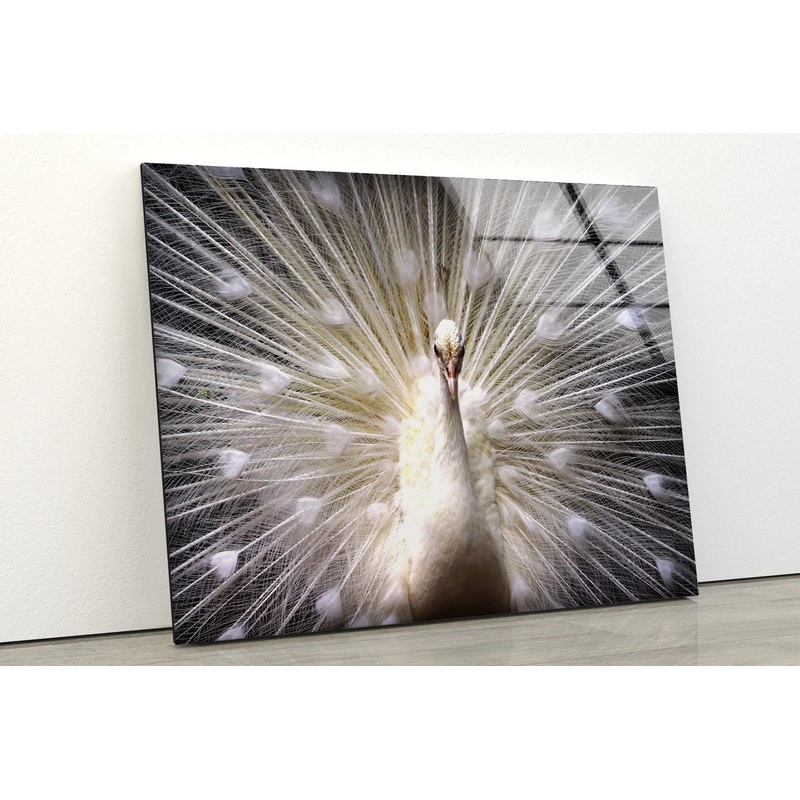 White Peacock Bird Closeup Photograph Acrylic Glass Print Tempered Glass Wall Art 100% Made in Australia Ready to Hang