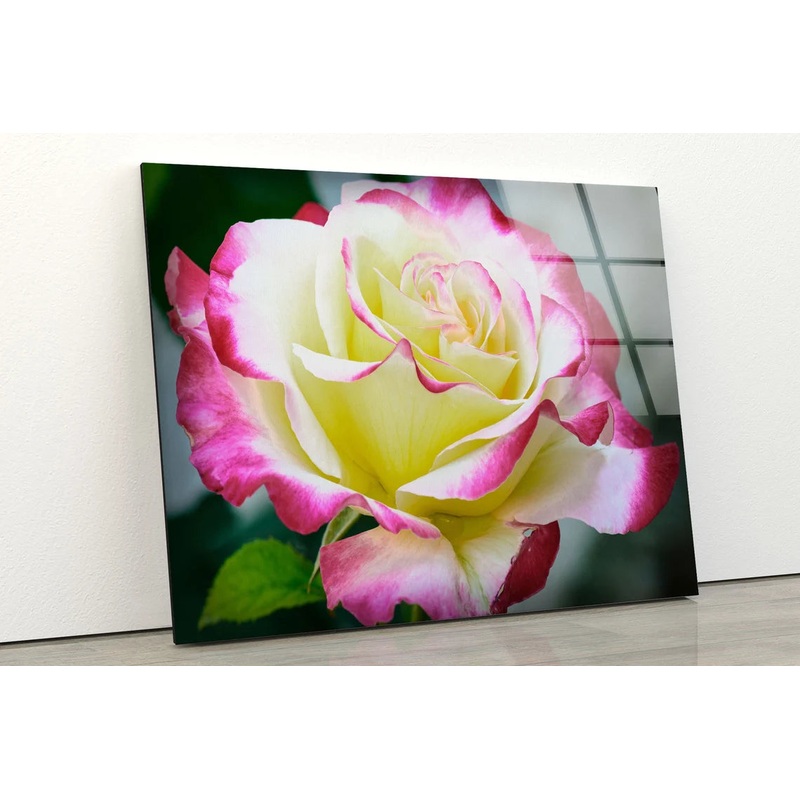 White Pink Rose Flower Closeup Photograph Acrylic Glass Print Tempered Glass Wall Art 100% Made in Australia Ready to Hang