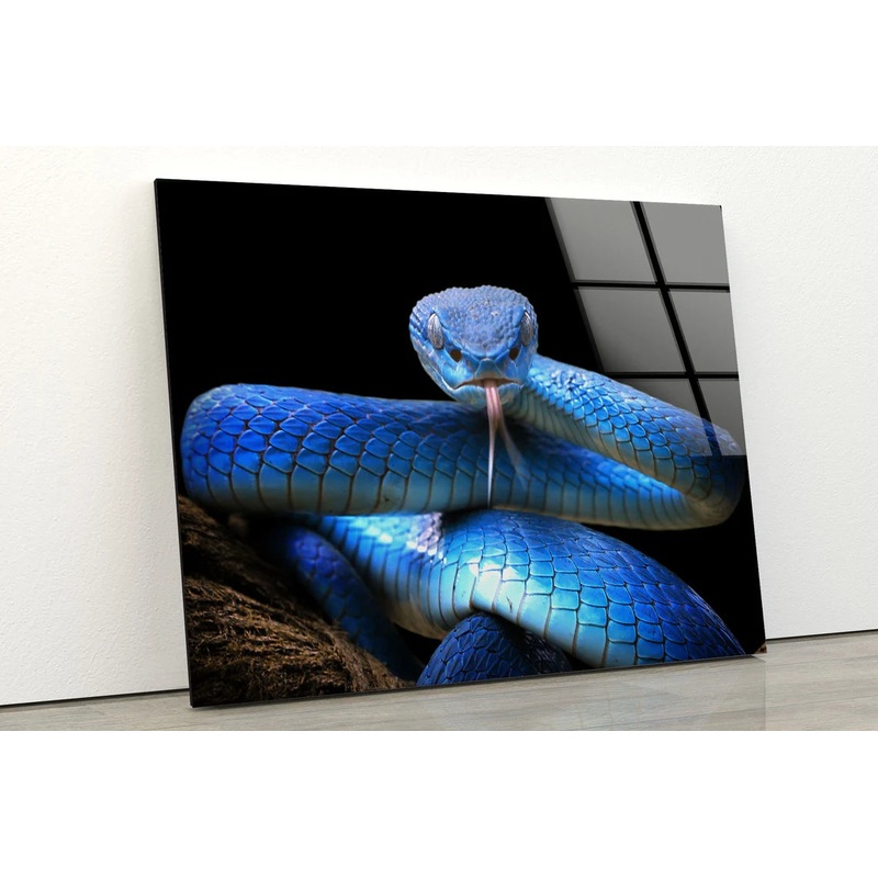 Blue Snake Closeup Photograph Acrylic Glass Print Tempered Glass Wall Art 100% Made in Australia Ready to Hang