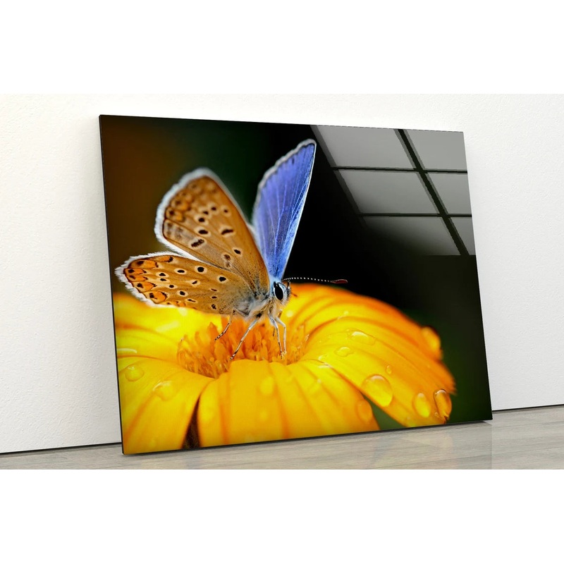 Butterfly on Yellow Flower Photograph Acrylic Glass Print Tempered Glass Wall Art 100% Made in Australia Ready to Hang