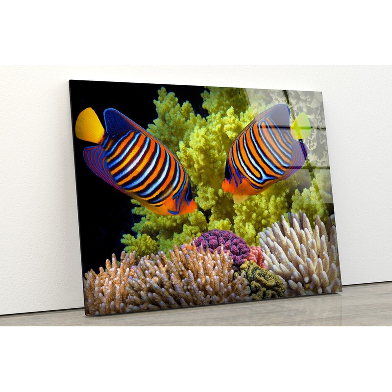 Colorful Fish Photograph Acrylic Glass Print Tempered Glass Wall Art 100% Made in Australia Ready to Hang
