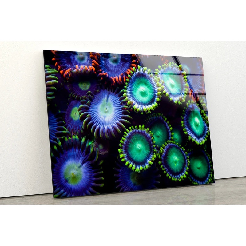 Colorful Flowers Photograph Acrylic Glass Print Tempered Glass Wall Art 100% Made in Australia Ready to Hang