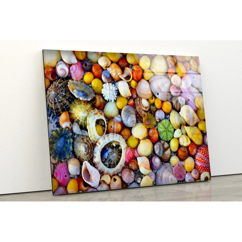 Colorful Sea Shells Photograph Acrylic Glass Print Tempered Glass Wall Art 100% Made in Australia Ready to Hang