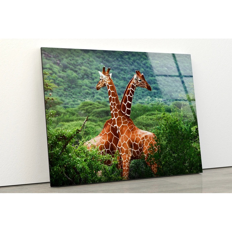 Giraffes in Forest Photograph Acrylic Glass Print Tempered Glass Wall Art 100% Made in Australia Ready to Hang