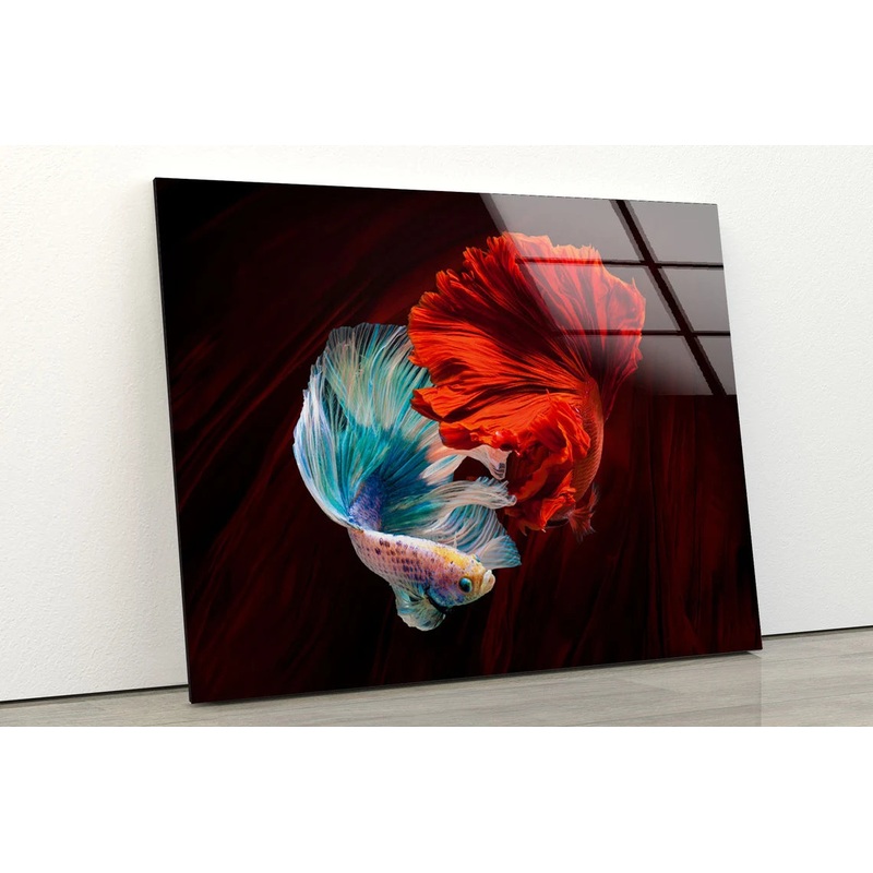 Red & White Fighter Fish Photograph Acrylic Glass Print Tempered Glass Wall Art 100% Made in Australia Ready to Hang