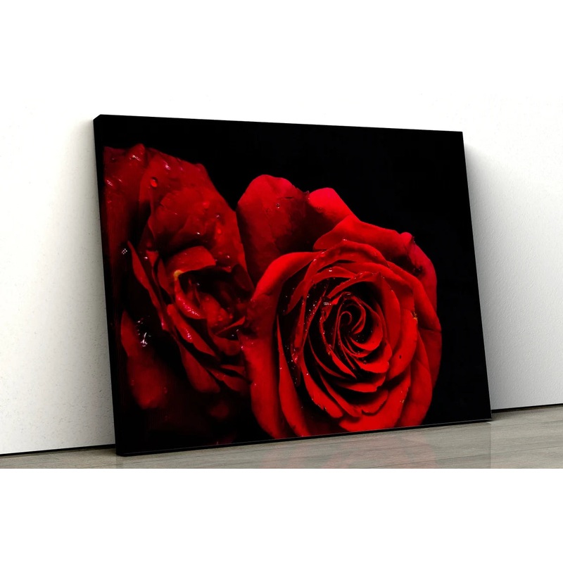 Rose Flowers Closeup Photograph Acrylic Glass Print Tempered Glass Wall Art 100% Made in Australia Ready to Hang