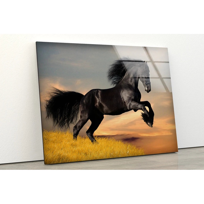 Running Black Horse Photograph Acrylic Glass Print Tempered Glass Wall Art 100% Made in Australia Ready to Hang