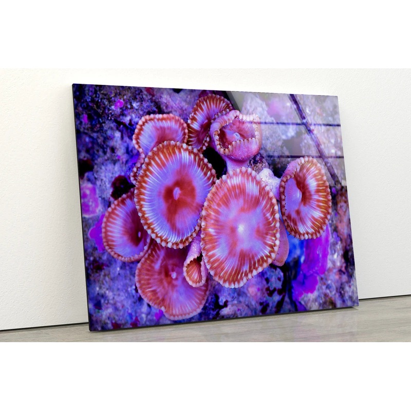 Sea Corals Closeup Photograph Acrylic Glass Print Tempered Glass Wall Art 100% Made in Australia Ready to Hang