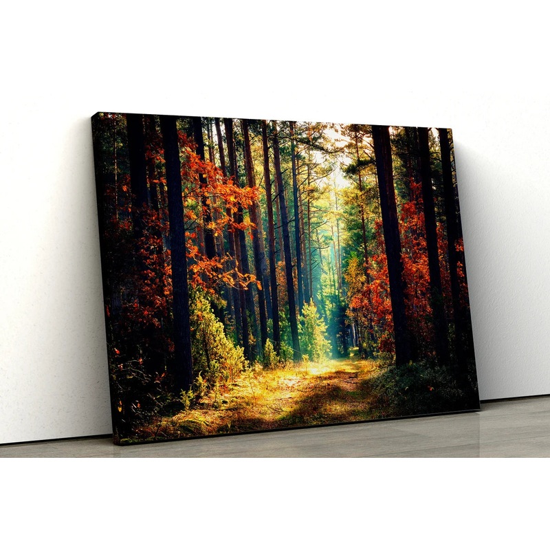 Sunrays in Autumn Forest Photograph Acrylic Glass Print Tempered Glass Wall Art 100% Made in Australia Ready to Hang