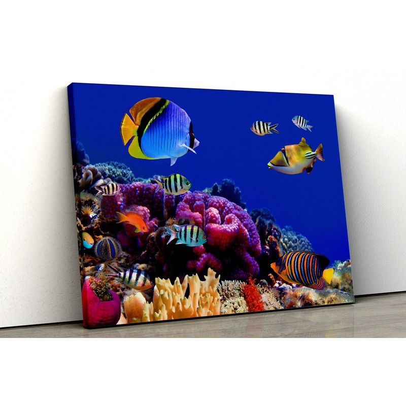 Underwater Marine Life Photograph Acrylic Glass Print Tempered Glass Wall Art 100% Made in Australia Ready to Hang