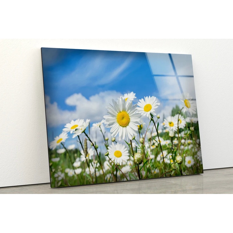 White Flower Field Photograph Acrylic Glass Print Tempered Glass Wall Art 100% Made in Australia Ready to Hang