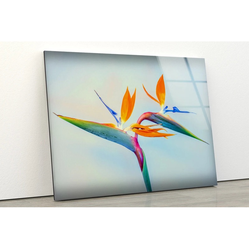 Colorful Flower Closeup Photograph Acrylic Glass Print Tempered Glass Wall Art 100% Made in Australia Ready to Hang