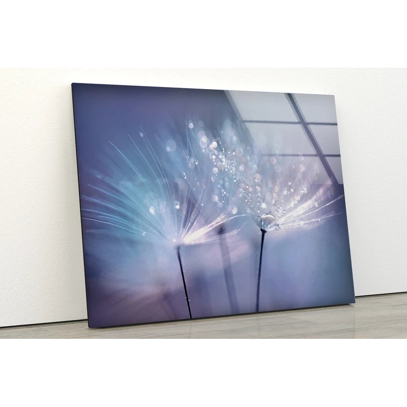 Dandelion Flower with Water Drops Photograph Acrylic Glass Print Tempered Glass Wall Art 100% Made in Australia Ready to Hang