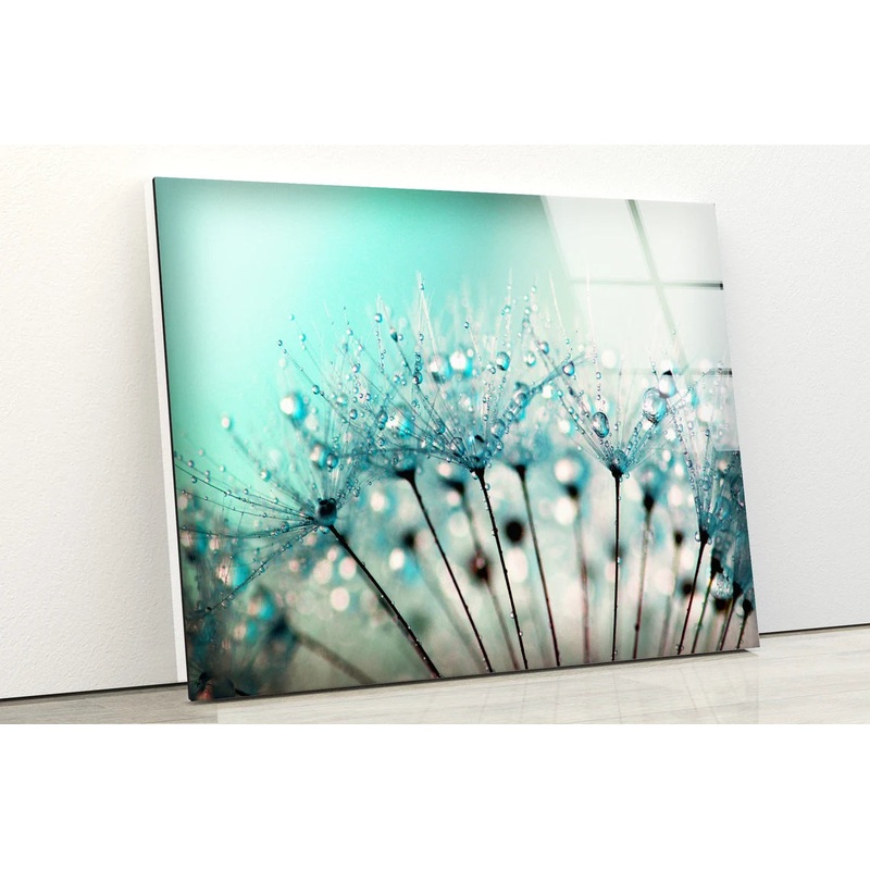 Dandelion Flowers with Water Drops Photograph Acrylic Glass Print Tempered Glass Wall Art 100% Made in Australia Ready to Hang